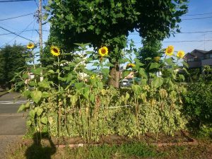 100円ショップの花の種は 他で売られている種と遜色ないのか 有限会社 泉建装